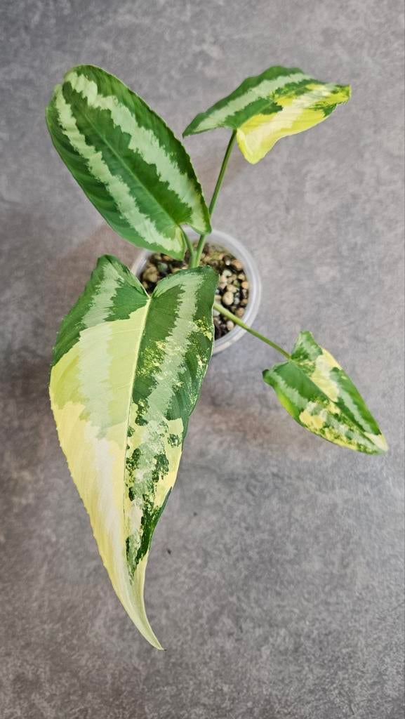 Schismatoglottis Wallichii Variegata, Ophalen of Verzenden, Halfschaduw, Minder dan 100 cm