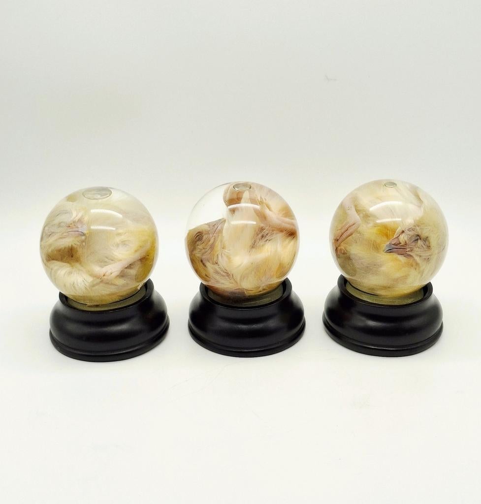 Kuikens op sterk water, Ophalen of Verzenden, Nieuw, Boerderijdier, Opgezet dier