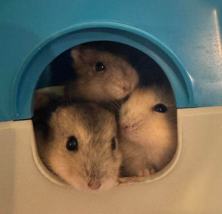 super lieve handtamme (baby) dwerghamsters zoeken een huisje, Dieren en Toebehoren, Knaagdieren, Hamster, Februari, Meerdere dieren