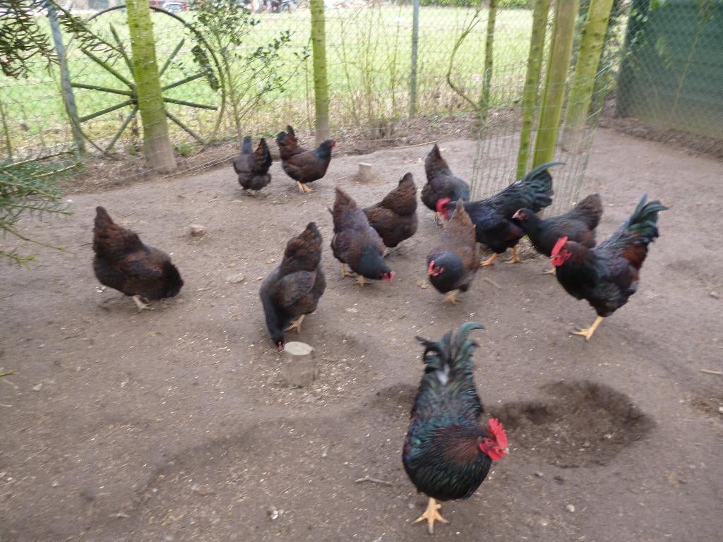Barnevelder dubbelgezoomd broedeieren, Dieren en Toebehoren, Pluimvee, Kip, Geslacht onbekend