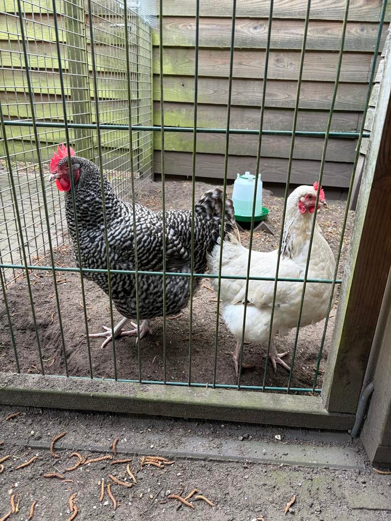 2 kippen zoeken nieuw huis, Dieren en Toebehoren, Pluimvee, Meerdere dieren, Kip