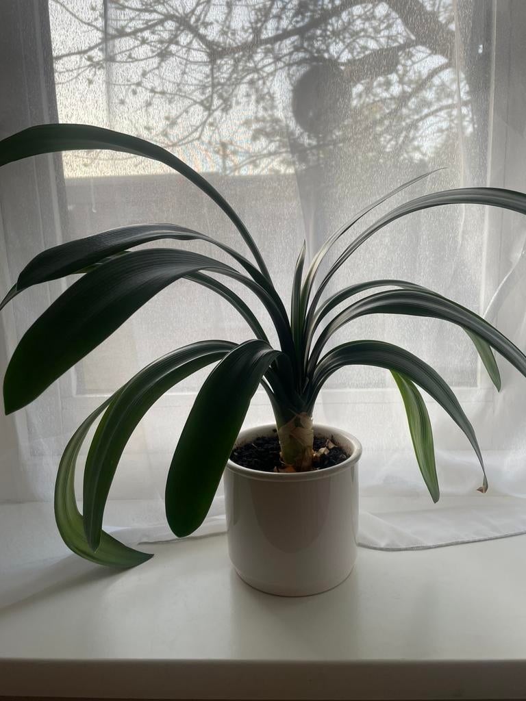 Clivia, Ophalen of Verzenden, Halfschaduw, Minder dan 100 cm