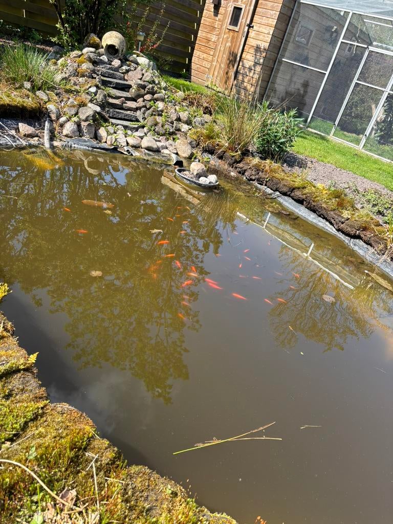 Vijver vissen, Tuin en Terras, Ophalen, Zo goed als nieuw