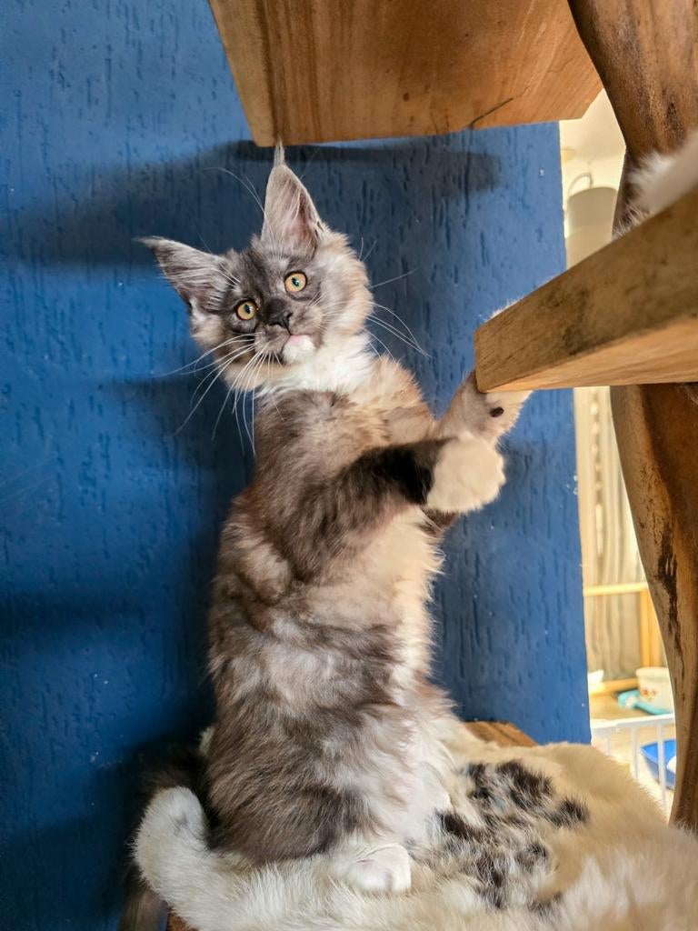 Prachtige maine coon Black smoke met wit poesje, Dieren en Toebehoren, Katten en Kittens | Raskatten | Langhaar, Poes, Met stamboom