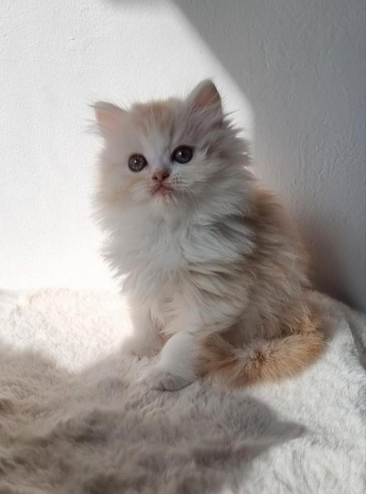 British long-haired kitten, Dieren en Toebehoren, Katten en Kittens | Raskatten | Korthaar, Poes