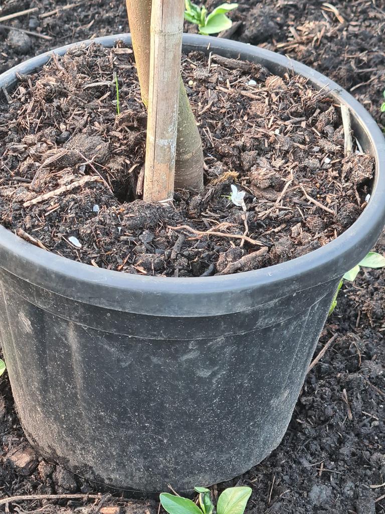 Brown Turkey vijgenboom., Tuin en Terras, Volle zon, Vaste plant, Ophalen of Verzenden, Zomer