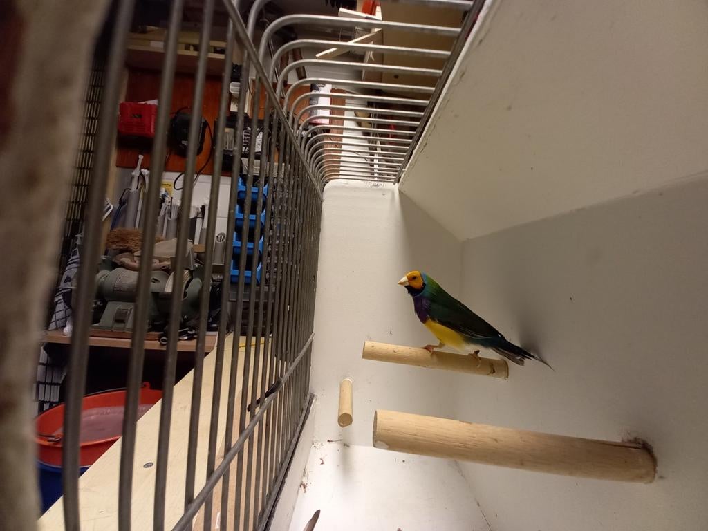 Gouldamadines, Dieren en Toebehoren, Vogels | Kanaries, Mannelijk, Kleurkanarie