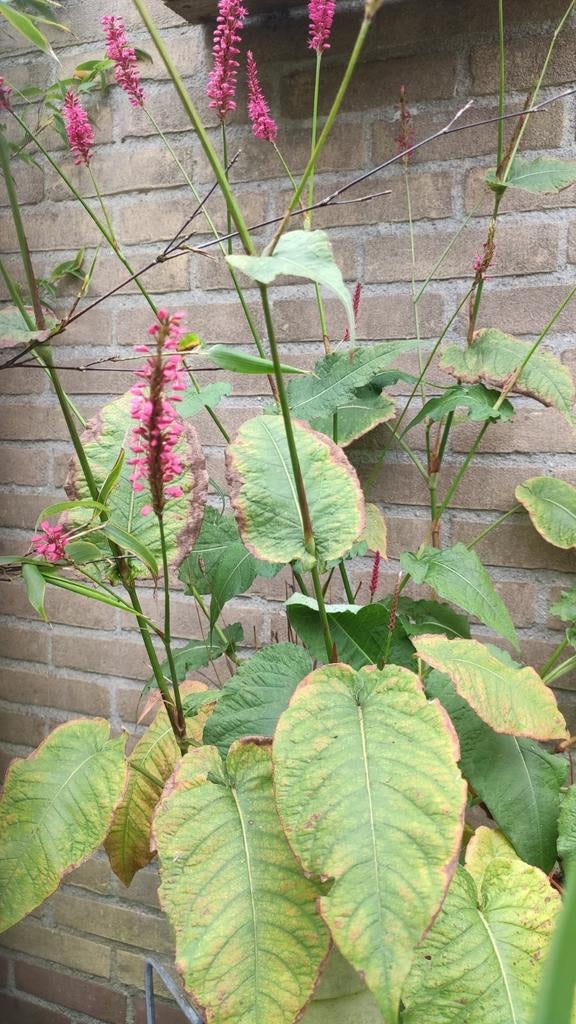 5 × duizendknoop  persicaria, Tuin en Terras, Planten | Tuinplanten, Ophalen, Overige soorten, Volle zon