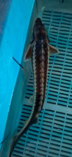 Diamantsteur Guldenstatii 35-40 CM, Dieren en Toebehoren, Steur