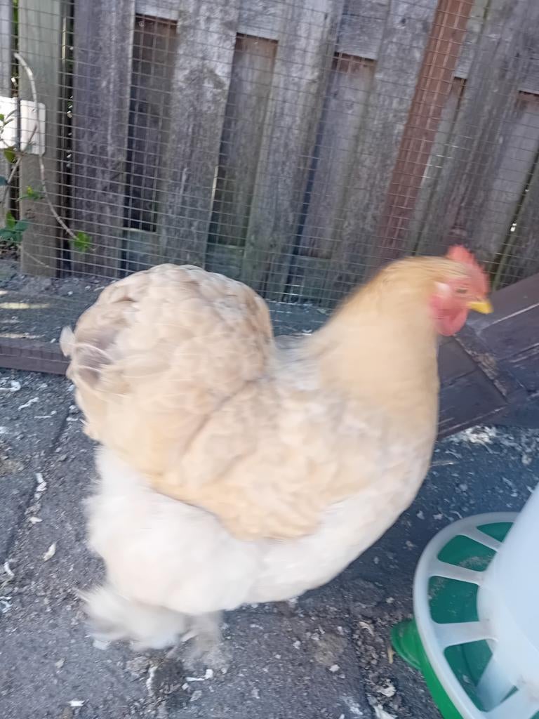 Cochen, Dieren en Toebehoren, Pluimvee, Vrouwelijk, Kip