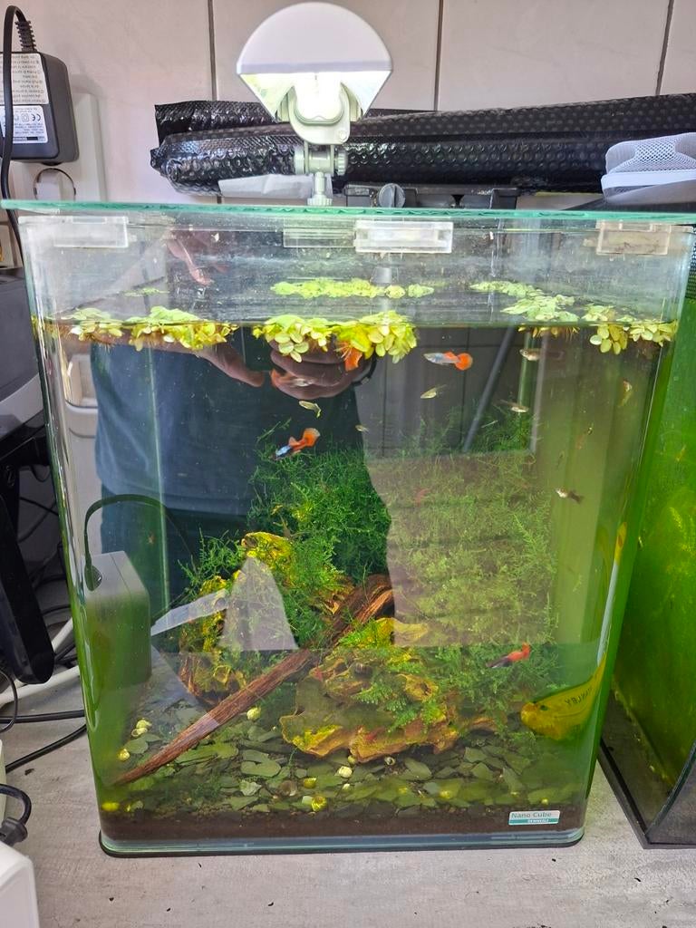 Dennerle nanocube 30L, Dieren en Toebehoren, Ophalen, Inclusief vissen, Gevuld zoetwateraquarium, Dennerle