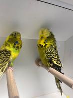 Koppel engelse grasparkieten 2025, Meerdere dieren, Parkiet