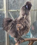 Zijdehoen, Dieren en Toebehoren, Pluimvee, Mannelijk, Kip
