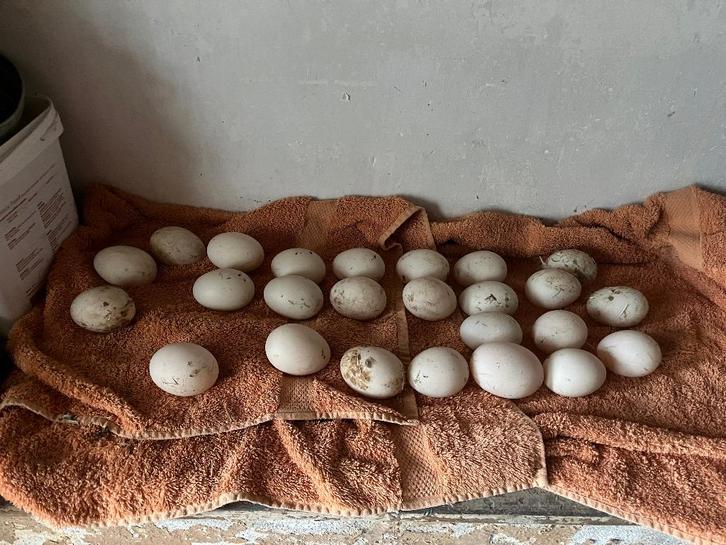 grote eenden eieren voor consumptie of om uit te blazen, Dieren en Toebehoren, Pluimvee, Eend, Meerdere dieren