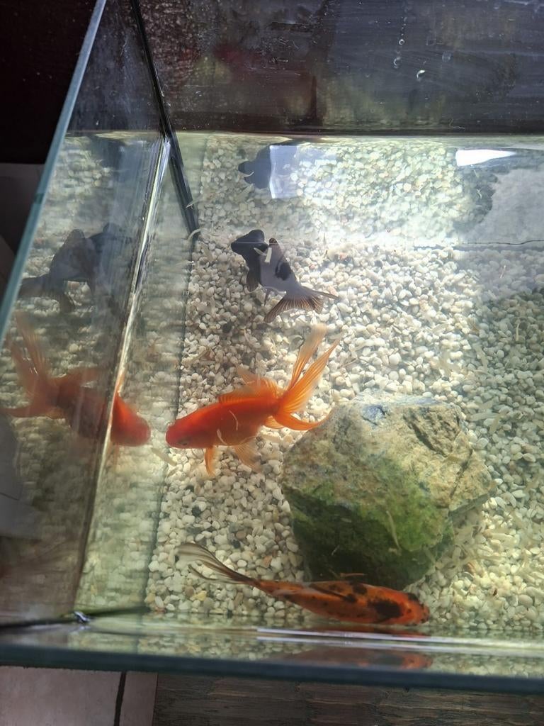 3 vissen inclusief aquarium en pompje, Ophalen, Gebruikt, Gevuld zoetwateraquarium