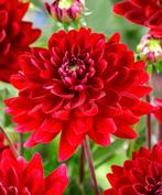 Dahlia knollen (3 voor 5,-), Tuin en Terras, Volle zon, Vaste plant, Zomer, Ophalen