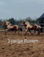 Prachtige D en E pony's bont en vos/ Pony / Merrie/ Ruin, Dieren en Toebehoren, Meerdere dieren, 0 tot 2 jaar