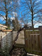 Gratis Appelboom - Zelf Uitgraven!, Overige soorten, Lente, 100 tot 250 cm, Ophalen