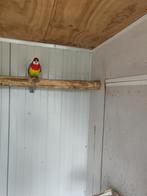 Goud mantel rozella, Vrouwelijk, Parkiet, Geringd