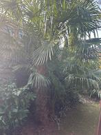 Prachtige grote palmboom voor uw tuin, Tuin en Terras, Planten | Tuinplanten, Volle zon, Vaste plant, Bloeit niet, Ophalen
