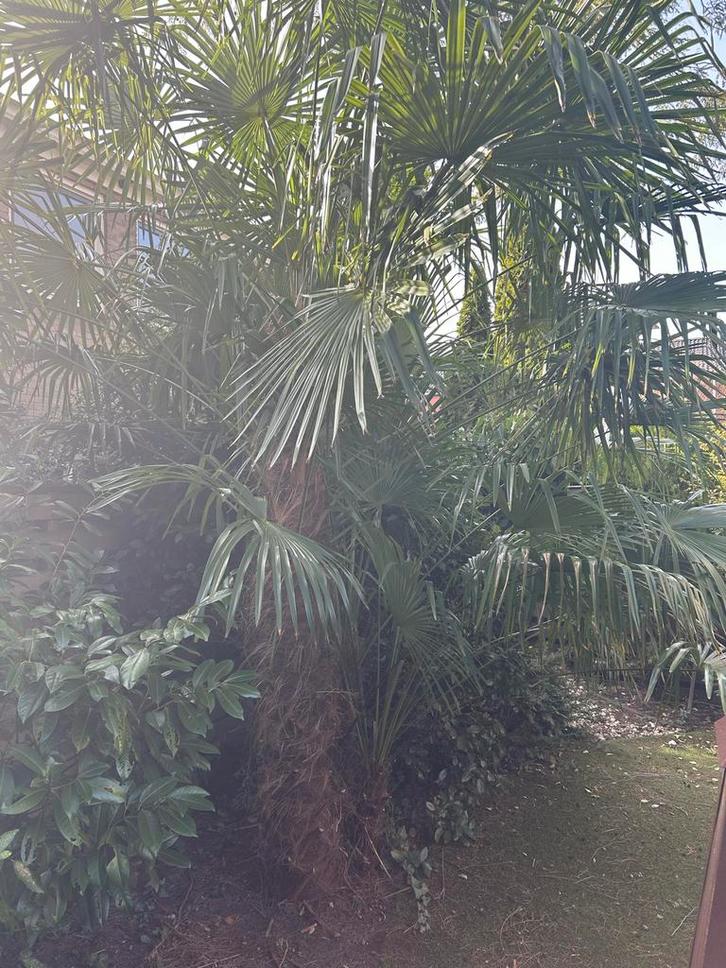 Prachtige grote palmboom voor uw tuin, Tuin en Terras, Planten | Tuinplanten, Vaste plant, Overige soorten, Volle zon, Bloeit niet