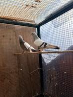 Mooi koppel Takla duiven te koop, Dieren en Toebehoren, Vogels | Duiven, Meerdere dieren, Overige soorten