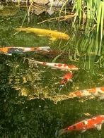 Tuin project hulp vijvers, tuin onderhoud, Ophalen