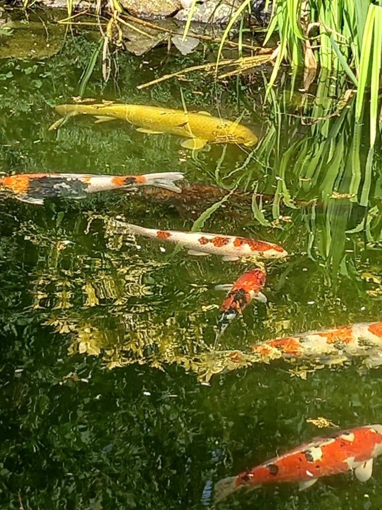 Tuin project hulp vijvers, tuin onderhoud, Dieren en Toebehoren, Vissen | Aquaria en Toebehoren, Ophalen