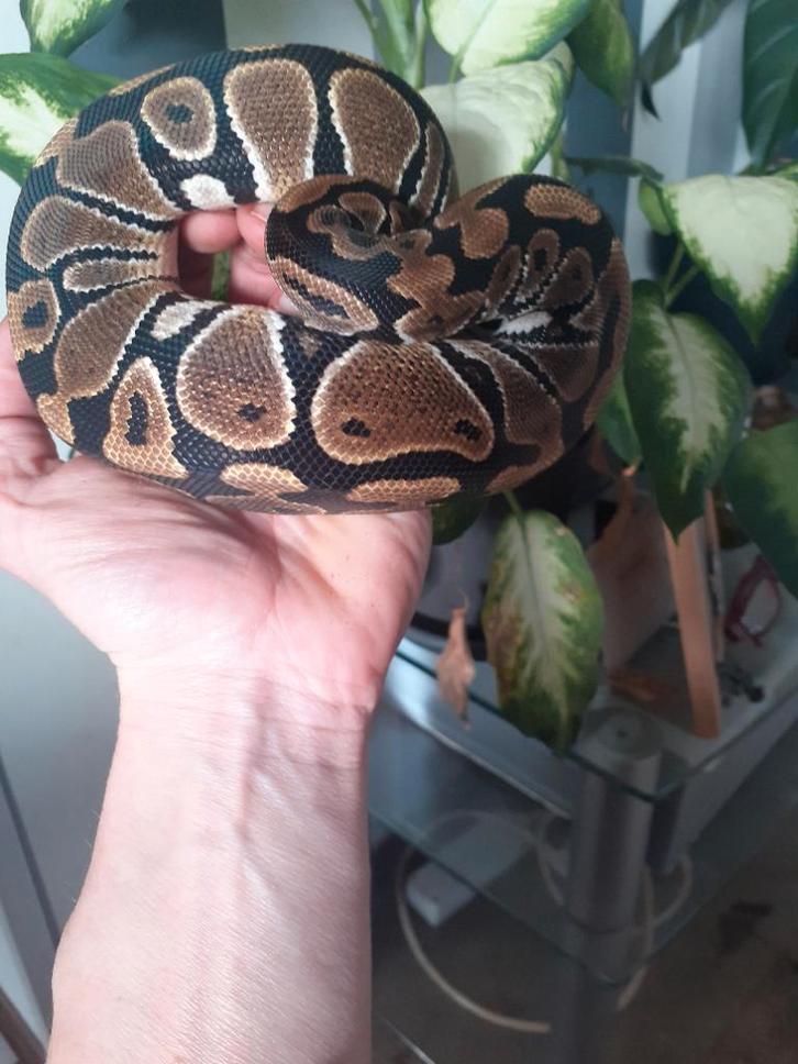 0.1 Python regius Ball Python - female for sale from Wesley