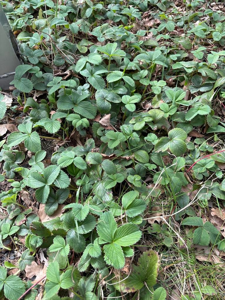 Aardbeien plantjes, Tuin en Terras, Volle zon, Vaste plant, Ophalen of Verzenden, Zomer