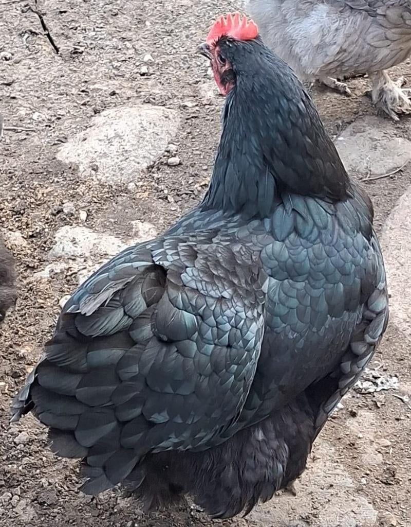 australorp en barnevelder, Dieren en Toebehoren, Pluimvee, Vrouwelijk, Kip
