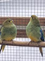 Blauwvleugel parkieten, Meerdere dieren, Parkiet