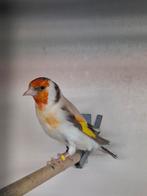 Major putter isabel pop 2025, Vrouwelijk, Wildzangvogel