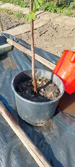 Gewone vogelkers, Tuin en Terras, Planten | Bomen, Overige soorten, Lente, 100 tot 250 cm, Ophalen