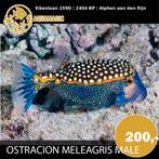 Ostracion Meleagris  Male, Vis, Zoutwatervis