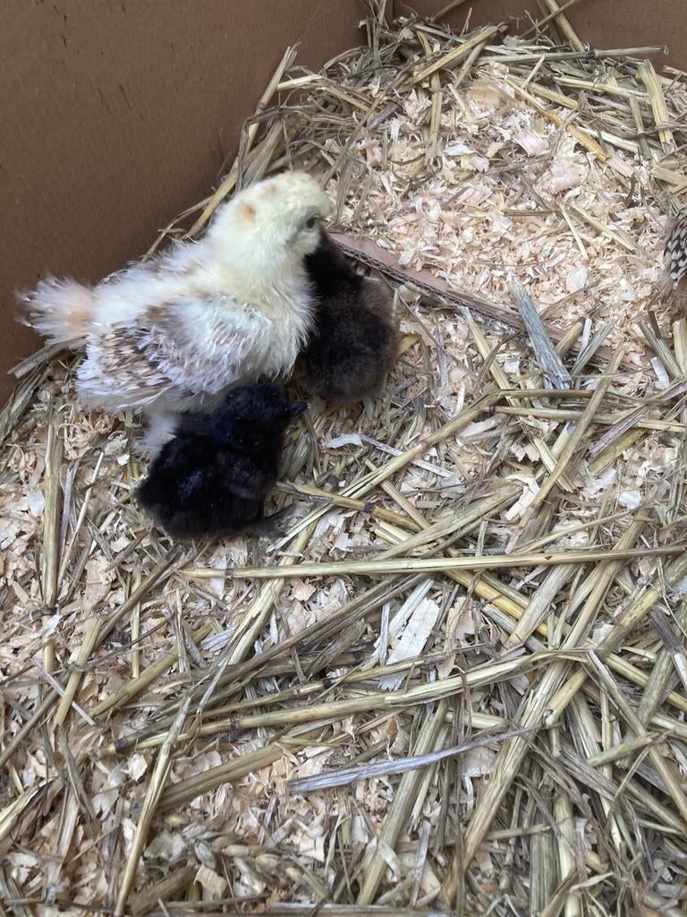 Kuikens, Dieren en Toebehoren, Geslacht onbekend, Kip