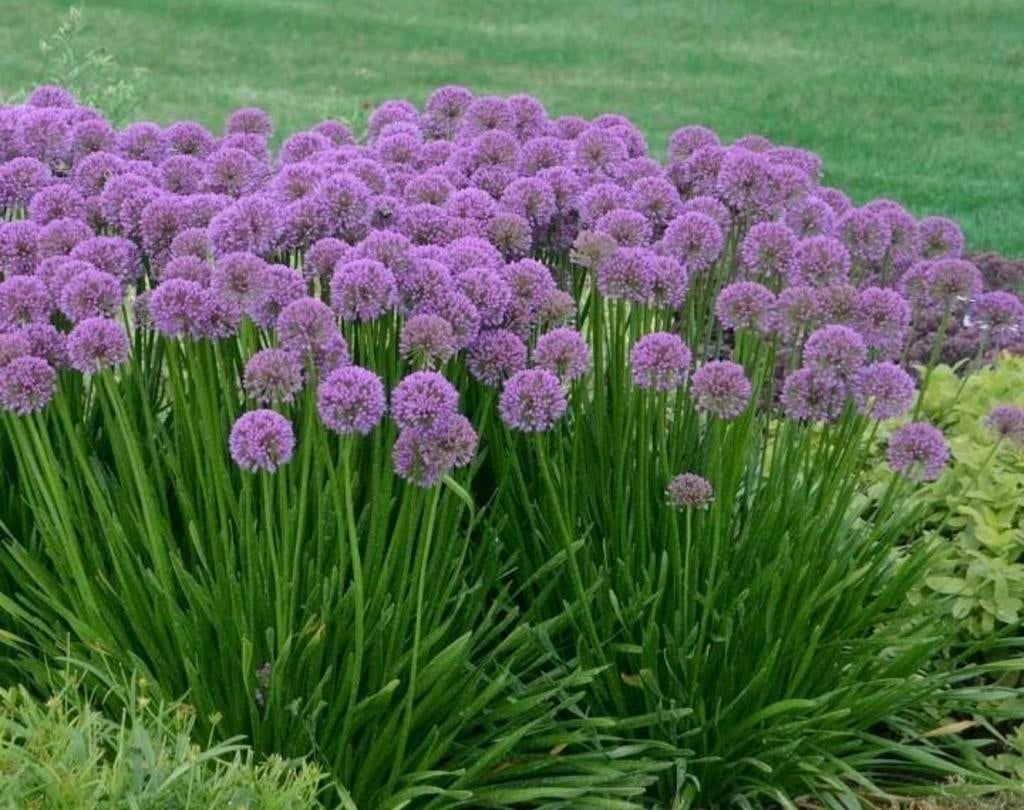 Allium Millennium - Sierui in 2 liter pot, Overige soorten, Volle zon, Vaste plant, Ophalen of Verzenden