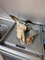 Te koop moeflon gewei schedel, Ophalen of Verzenden, Hert, Schedel