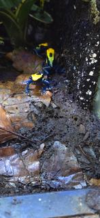 Brasil jonge dieren van okt en nov  bij meerdere prijs bespr, Dieren en Toebehoren, Reptielen en Amfibieën, Amfibie, 0 tot 2 jaar