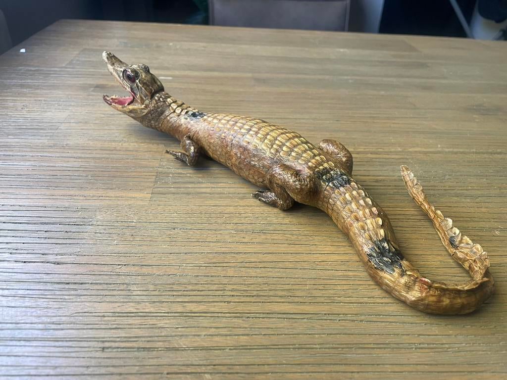 Opgezette Kaaiman Krokodil, 0 tot 2 jaar