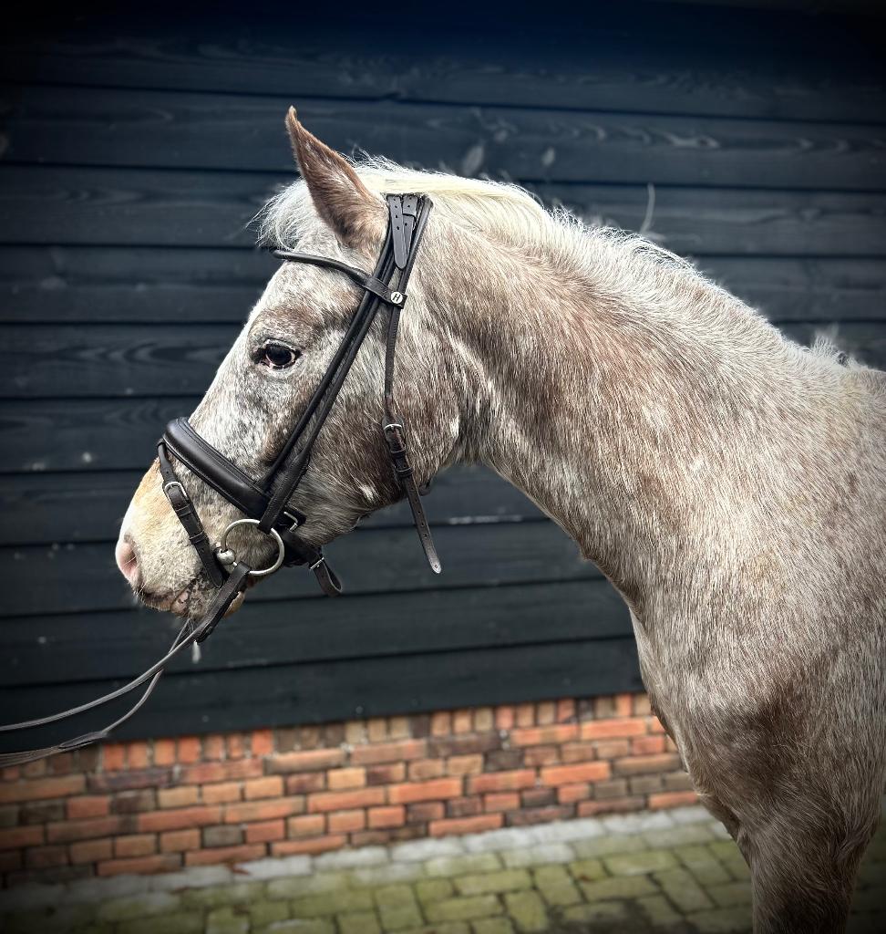 Super springpony met unieke kleur, Dieren en Toebehoren, Pony's, Gechipt, B, Ruin, Springpony