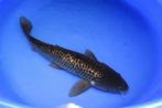 Ginrin Kawarigoi 40-46 cm Sansai Nagoshi, Karper of Koi