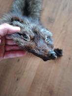 Mooie zilvervos vos huid taxidermie dier, Ophalen of Verzenden, Opgezet dier