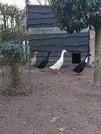 Broedeieren Indische loopeend te koop, Dieren en Toebehoren, Pluimvee, Geslacht onbekend, Eend