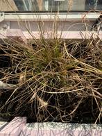 Grassoorten, Tuin en Terras, Planten | Tuinplanten, Ophalen, Zomer, Siergrassen, Volledige schaduw