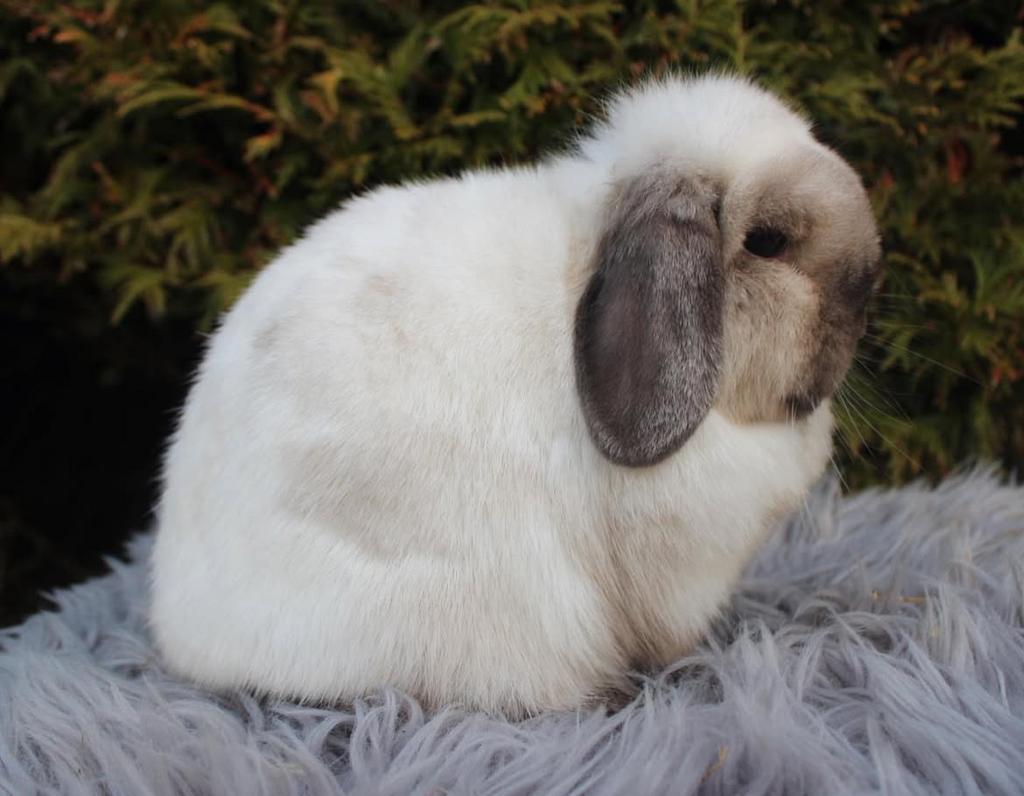 Minilop voedster, Meerdere dieren, Dwerg, Hangoor, 0 tot 2 jaar