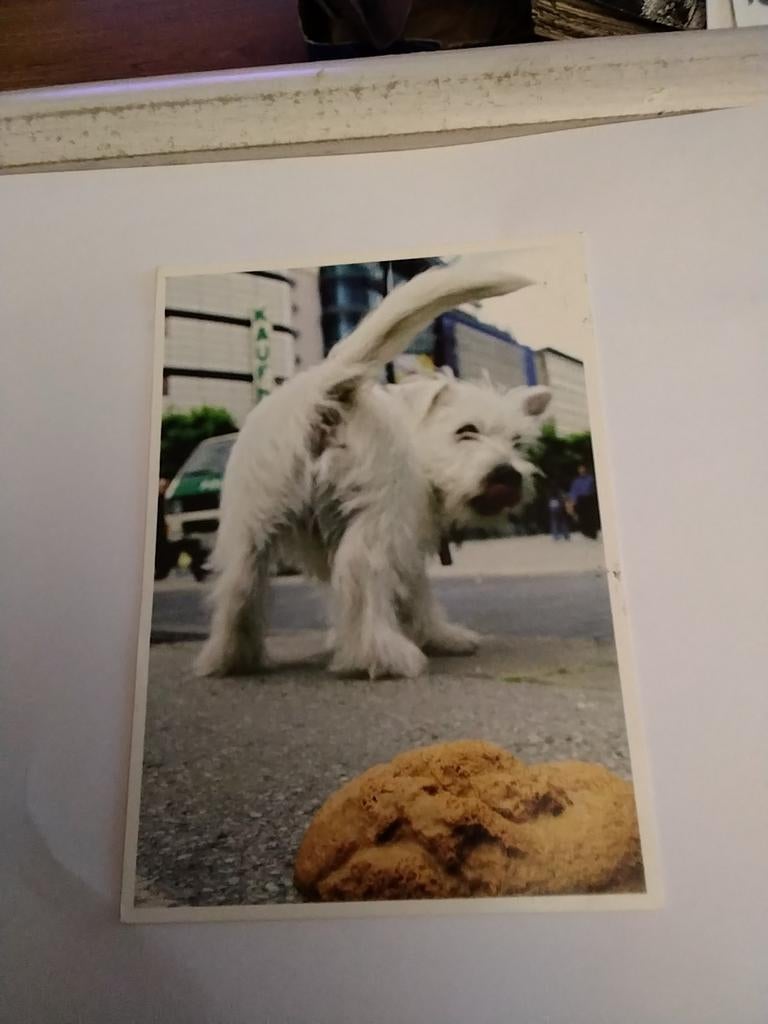 HOND. IS DAT VAN MIJ?, Ophalen of Verzenden, Overige thema's