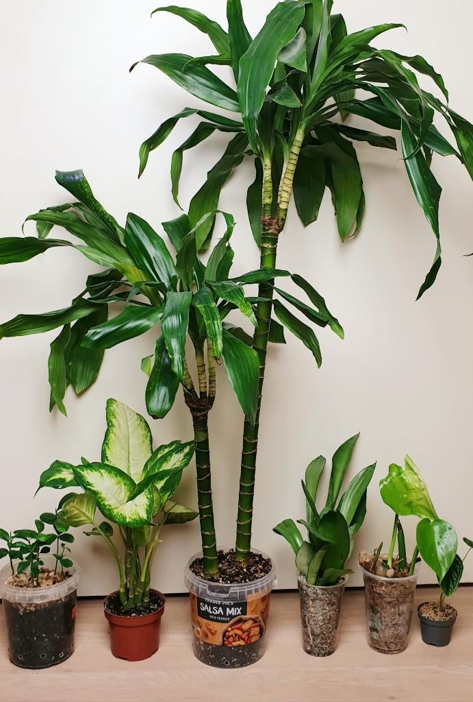 Kamerplantjes set, palm, dieffenbachia, citroen, monstera, Huis en Inrichting, Ophalen, Overige soorten, Halfschaduw, In pot