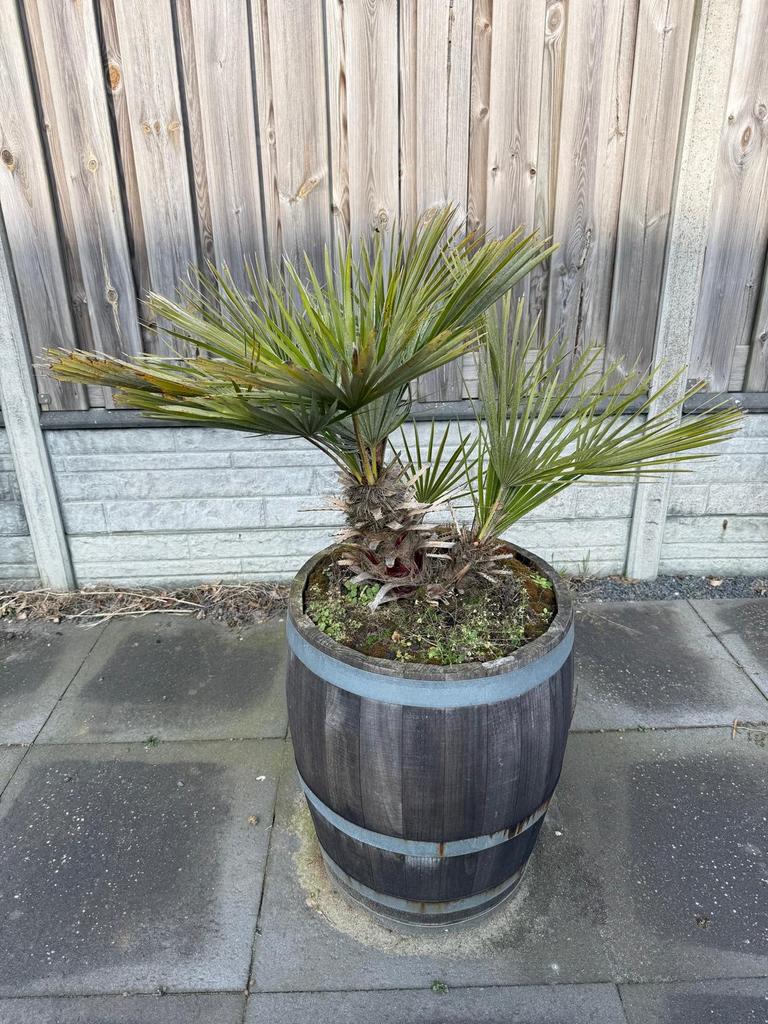 Wijnvat plantenbak met palmboom 150 lit., Tuin en Terras, Bloembakken en Plantenbakken, Ophalen, Gebruikt, 100 cm of meer, Rond