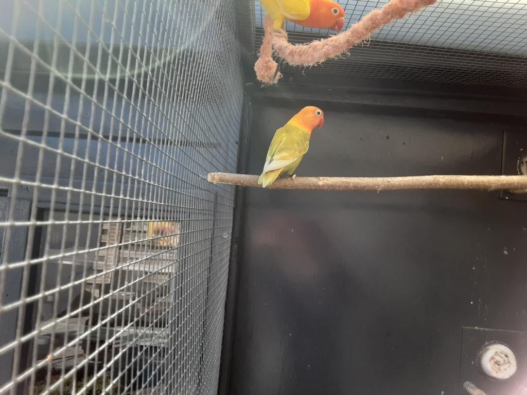 Broedrijpe fischeri pastel groen split voor lutino., Geslacht onbekend, Dwergpapegaai of Agapornis, Geringd